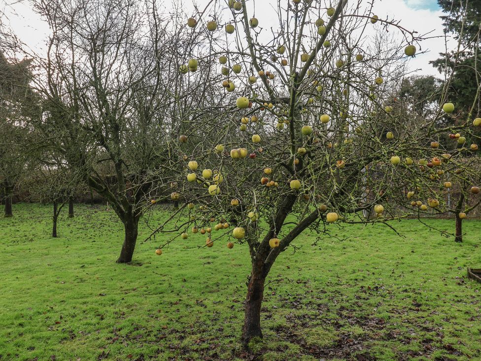 An apple tree with fruit in a grassy area at Farmhouse in Beccles