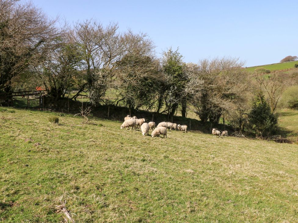 A view of sheep grazing in a field at Swallows Nest in Widecombe-in-the-Moor near Postbridge