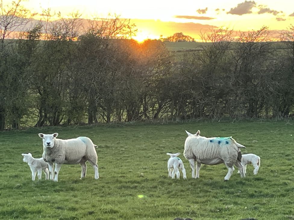 Sheep and lambs grazing in a field at The Farmhouse in High Peak