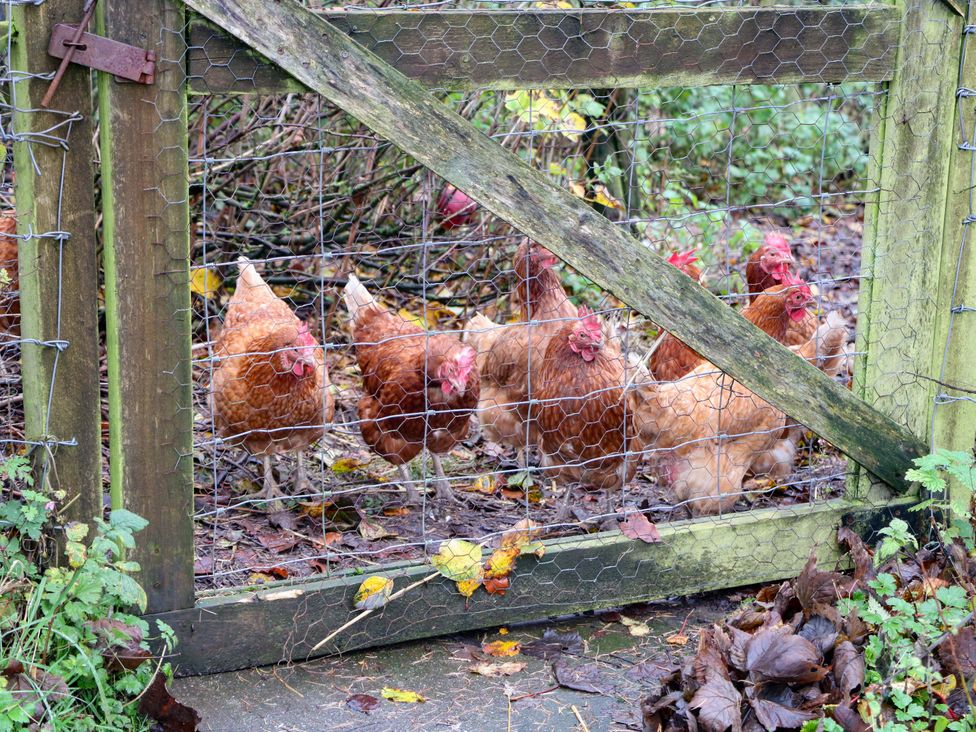 A group of chickens behind a fenced gate at The Farmhouse in High Peak
