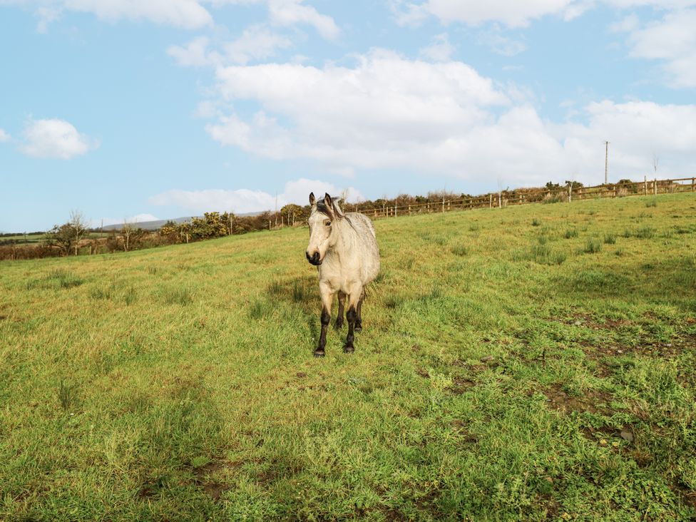 A horse standing in a grassy field at Glenview Log Cabin Ballycastle