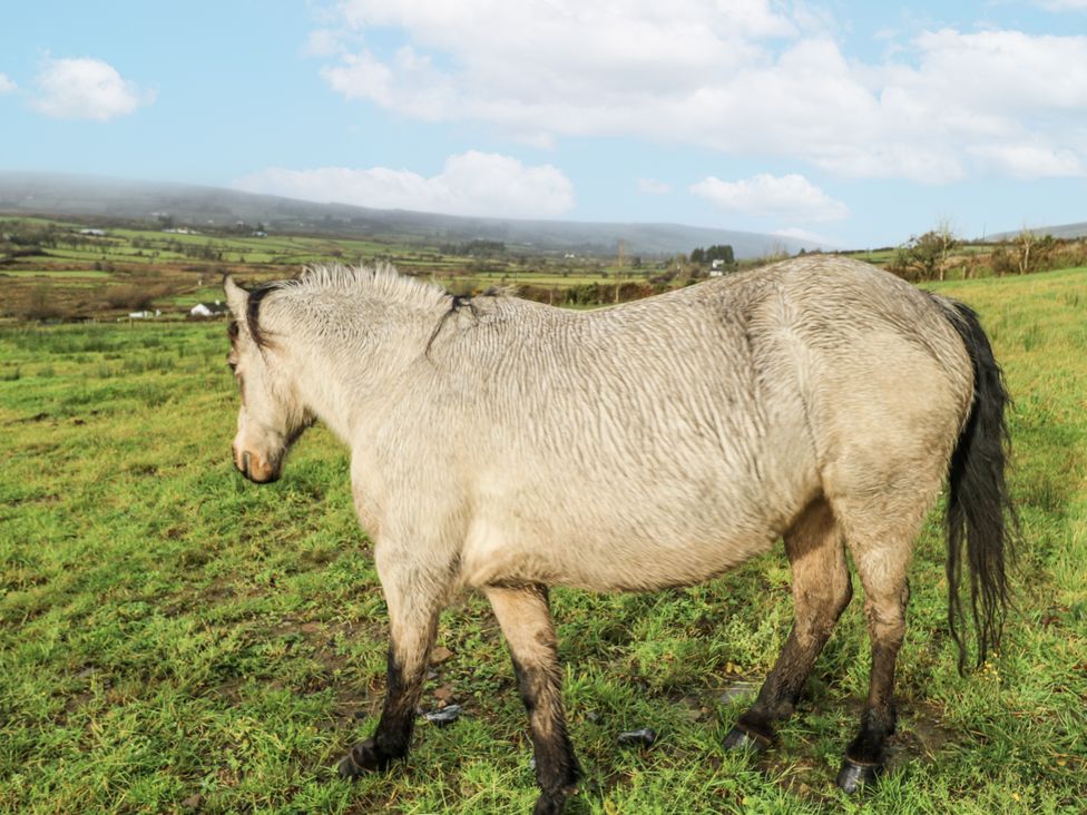 A horse standing in a grassy field with a cloudy sky at Glenview Log Cabin in Ballycastle