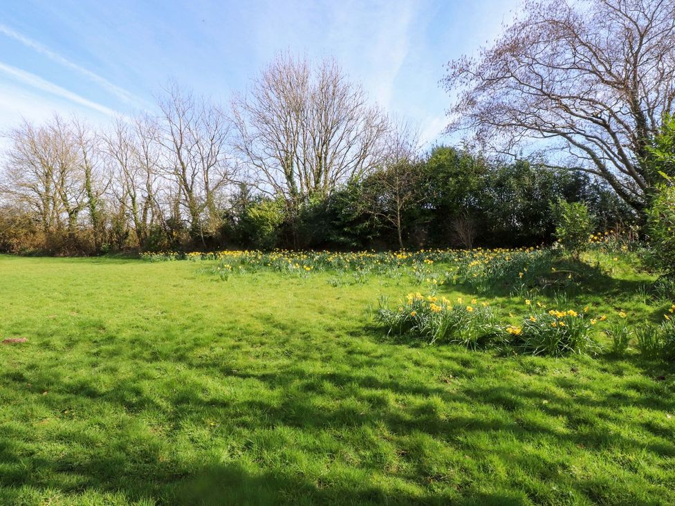 A garden with grass and daffodils at Fullers Studio in Caergeiliog