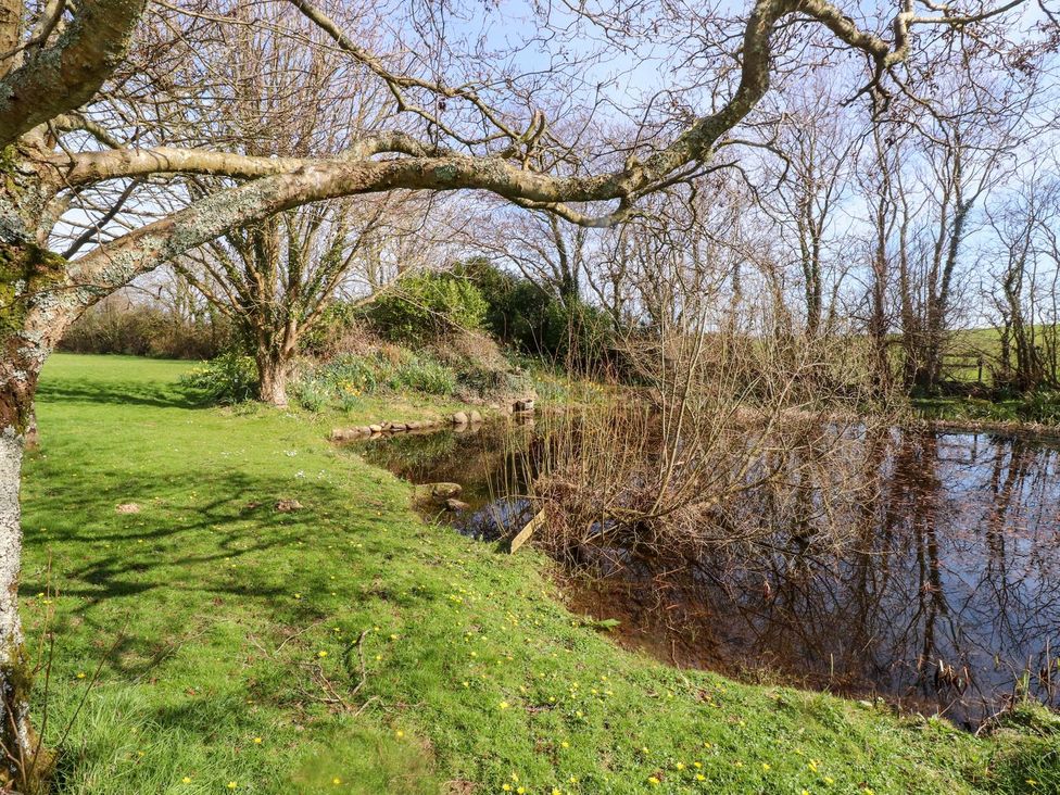 A tree and pond in a grassy area at The Mill in Caergeiliog