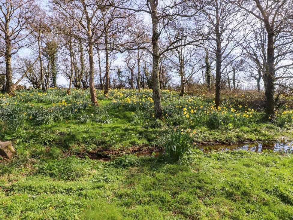 A landscape with trees and daffodils in a field at The Mill Caergeiliog