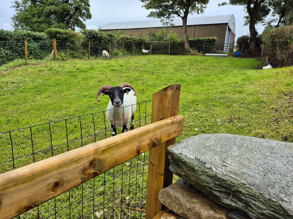 A sheep behind a wooden fence near a barn at Annie’s Farm Cottage Near Londonderry, Northern Ireland