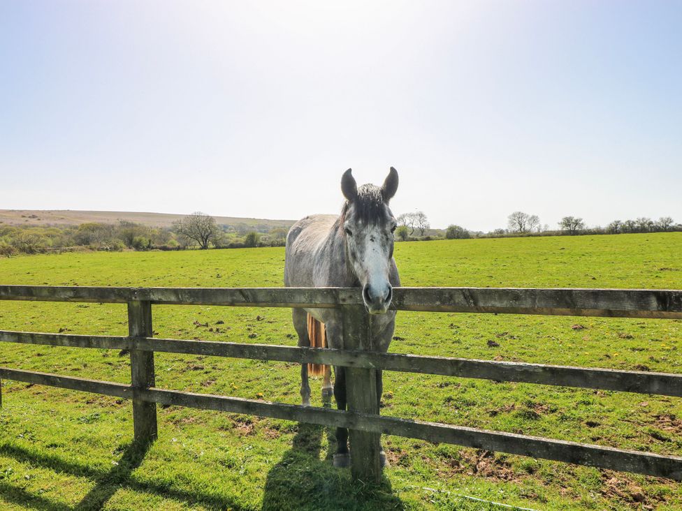 A horse standing by a wooden fence in a field at Rose Apartment, Old Walls, Llanrhidian, Gower
