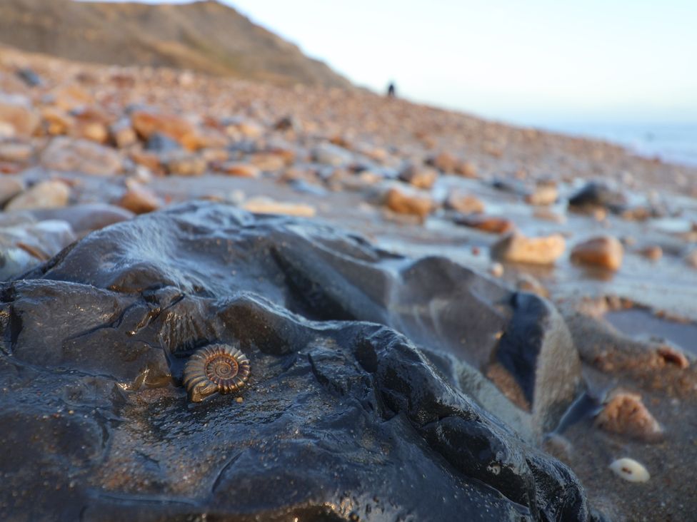 An ammonite fossil on a rock with pebbles at Garden Studio at Stanley House Charmouth