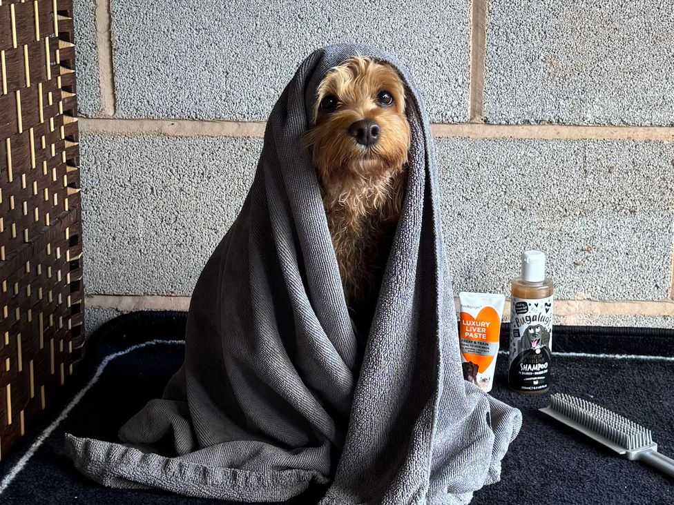 A dog wrapped in a towel with grooming supplies at Captains Barn Cadeleigh near Tiverton