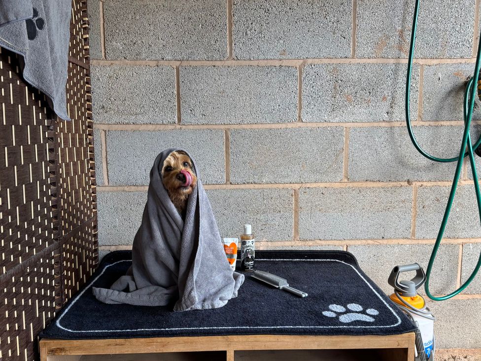 A dog wrapped in a towel on a table in a grooming area at Captains Barn Cadeleigh near Tiverton