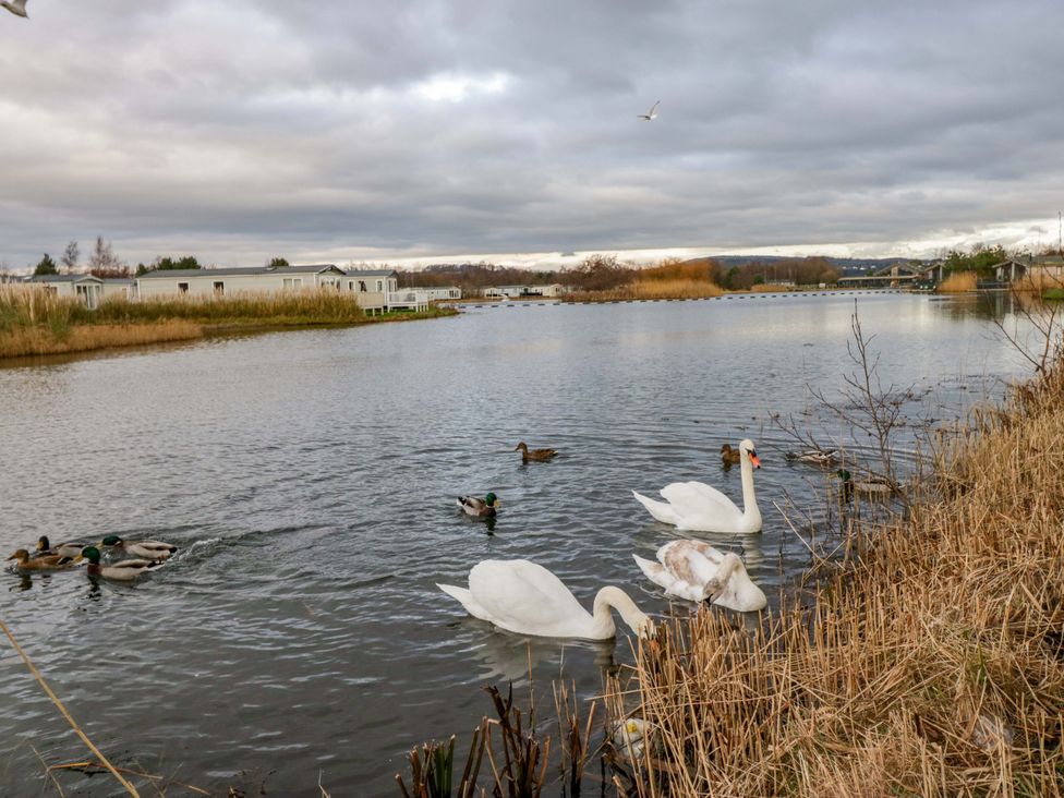 A view of a lake with swans and ducks near cabins at 62 Guddlebeck in Flookburgh