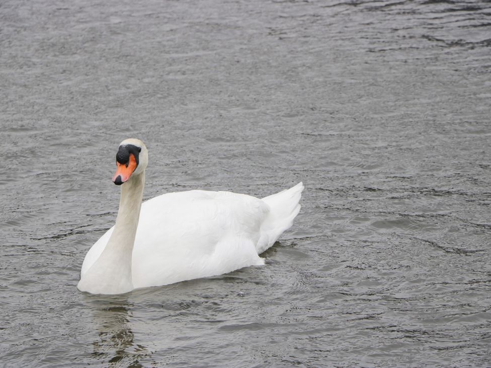 A swan swimming in water at an outdoor location