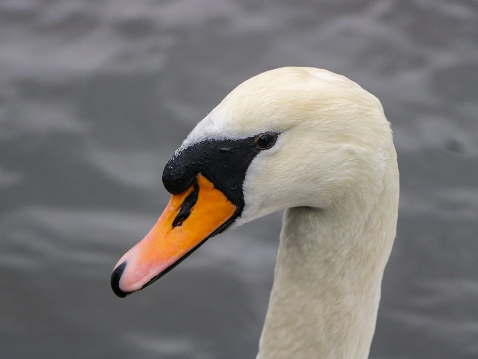 A close-up of a swan's head with water in the background