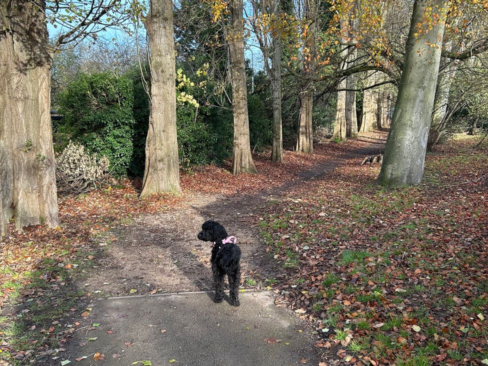 A dog standing on a path between trees at Nightingale House Stafford