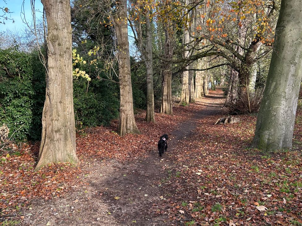 A path lined with trees and a dog walking at Nightingale House Stafford