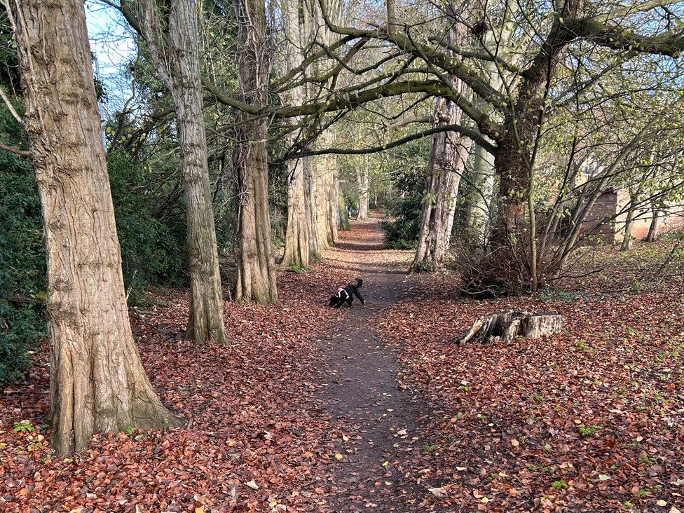 A path lined with trees and leaves with a dog in a park at Nightingale House Stafford