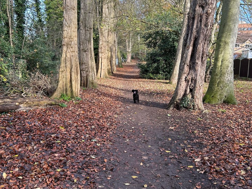 A pathway in a wooded area with trees and a dog at Nightingale House Stafford