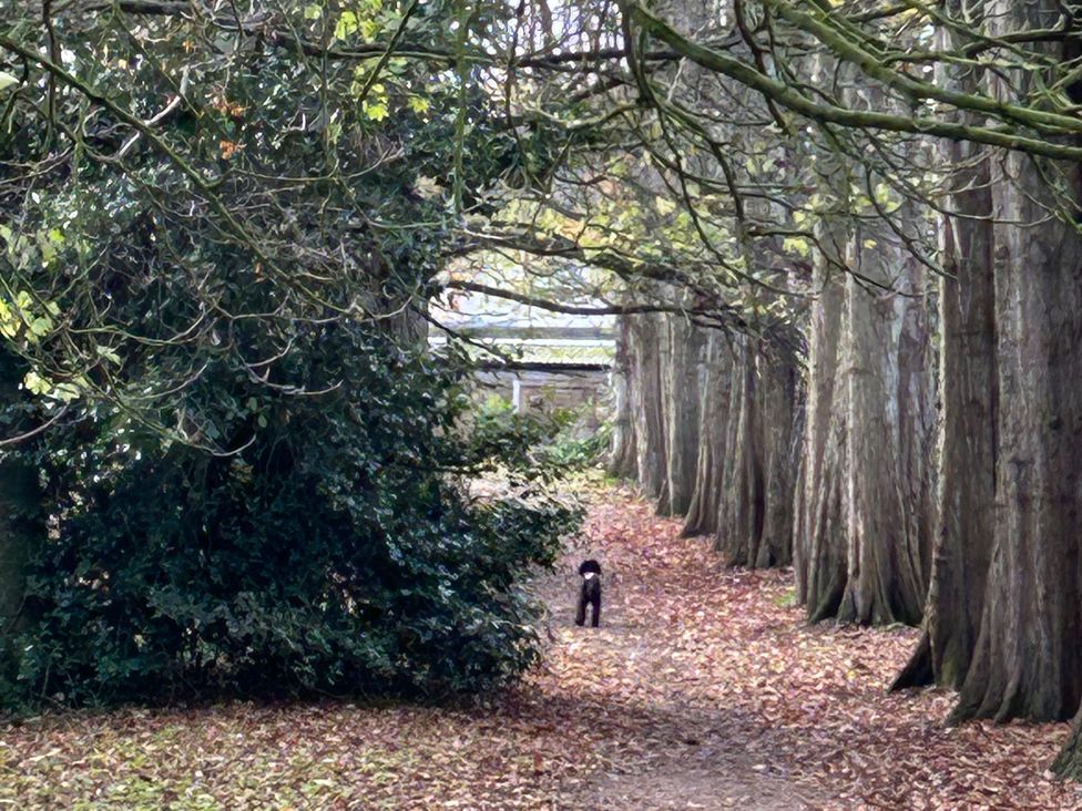 A path between trees with a dog at Nightingale House Stafford