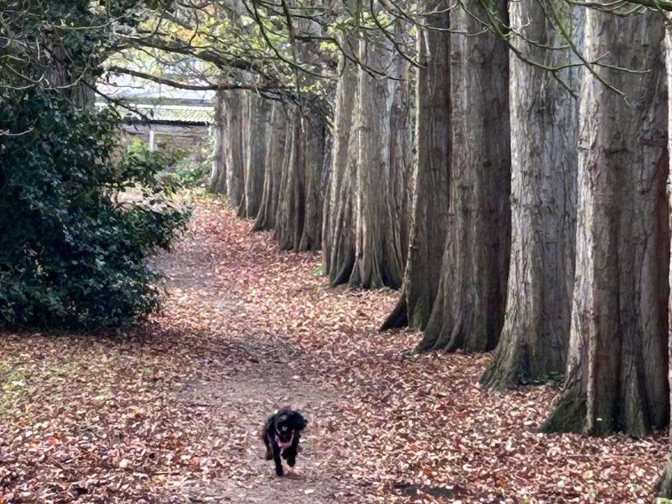 A path with trees and a dog running at Nightingale House Stafford
