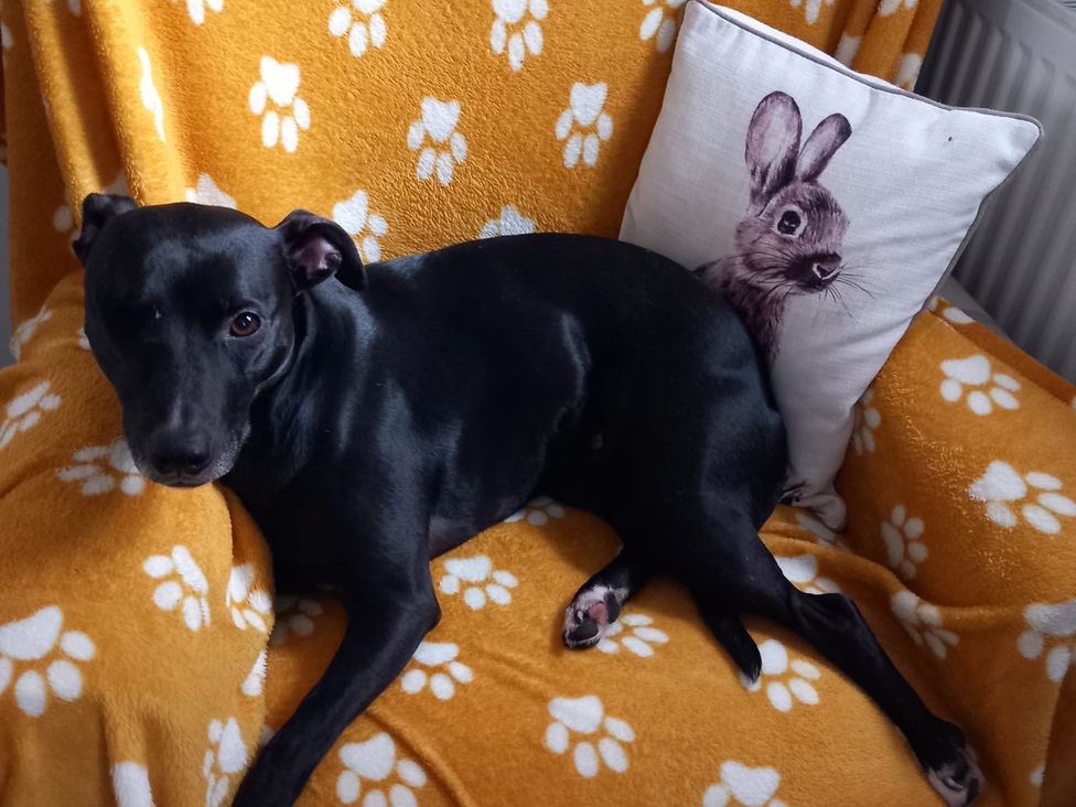 A dog lying on a blanket with a cushion in a living room at Nightingale House Stafford
