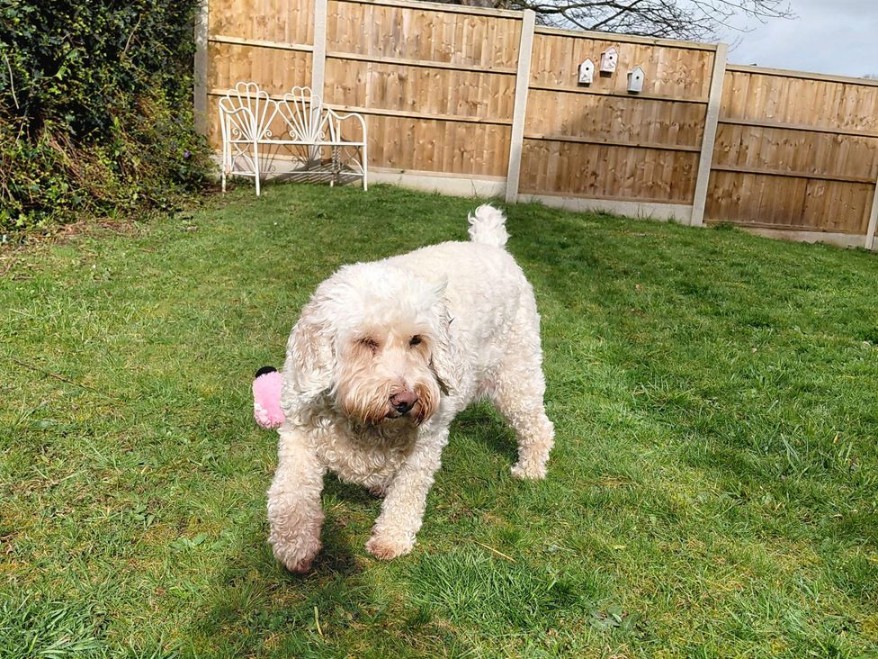 A dog walking on the grass in a garden at Nightingale House Stafford