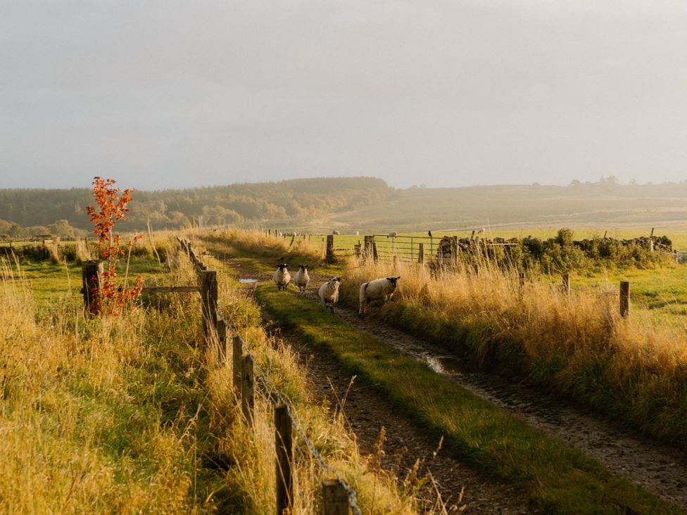 A path with sheep and a tree at Peak View in Penrith