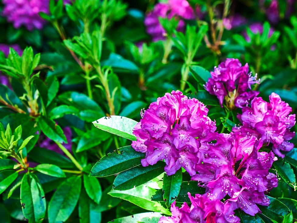 Purple flowers among green foliage at Holly House Blairgowrie