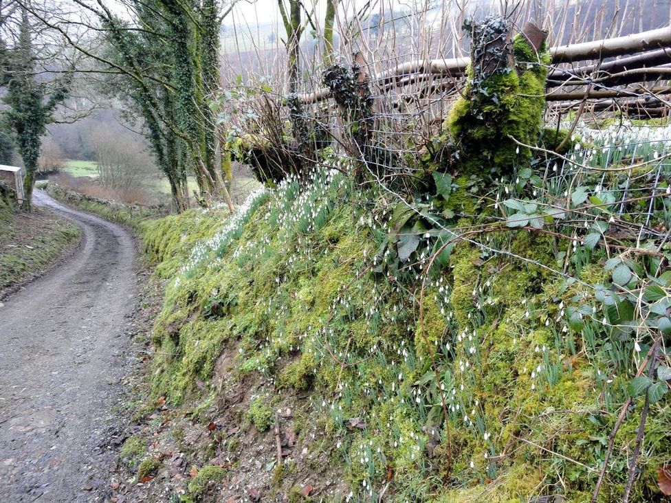A gravel road alongside moss-covered ground and snowdrop flowers at Nethercote Byre Minehead