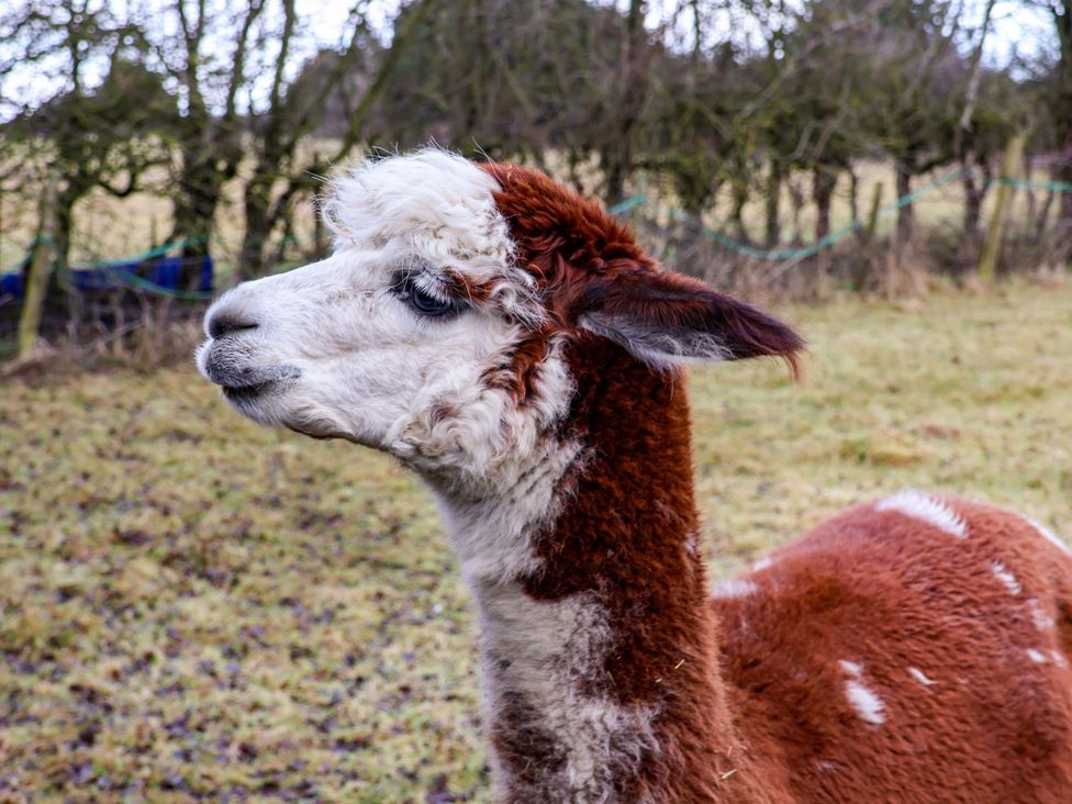 An alpaca in a field at The Homestead in Moorsholm