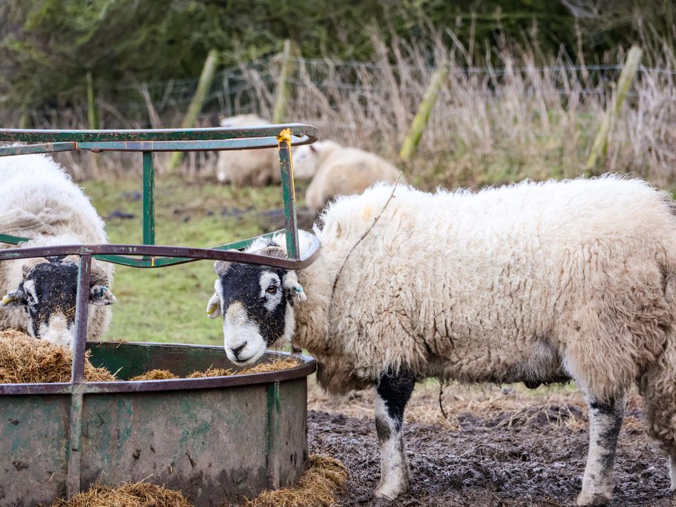 A group of sheep eating from a feed trough at The Homestead in Moorsholm