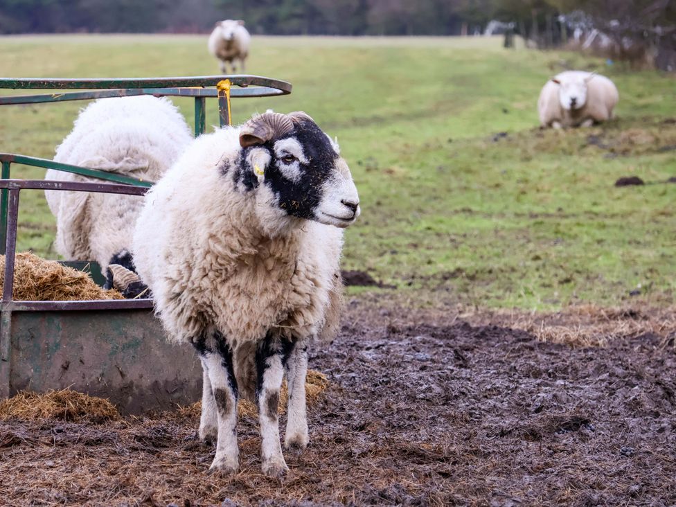 Sheep near a feeding trough in a pasture in Moorsholm