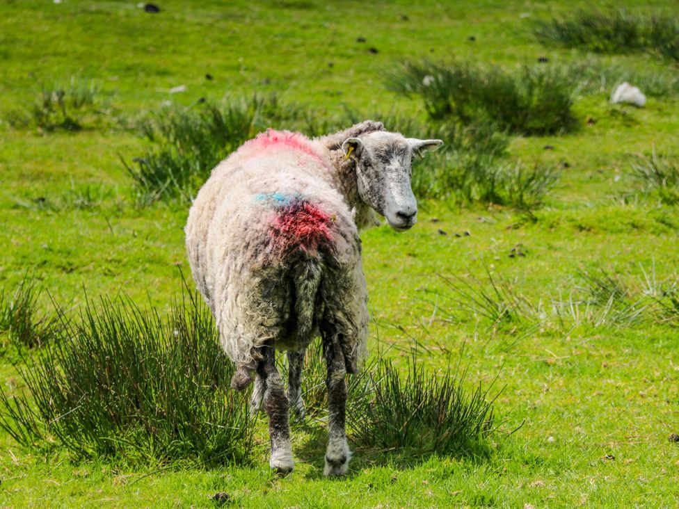 A sheep standing in a grassy field near Chapel Stile
