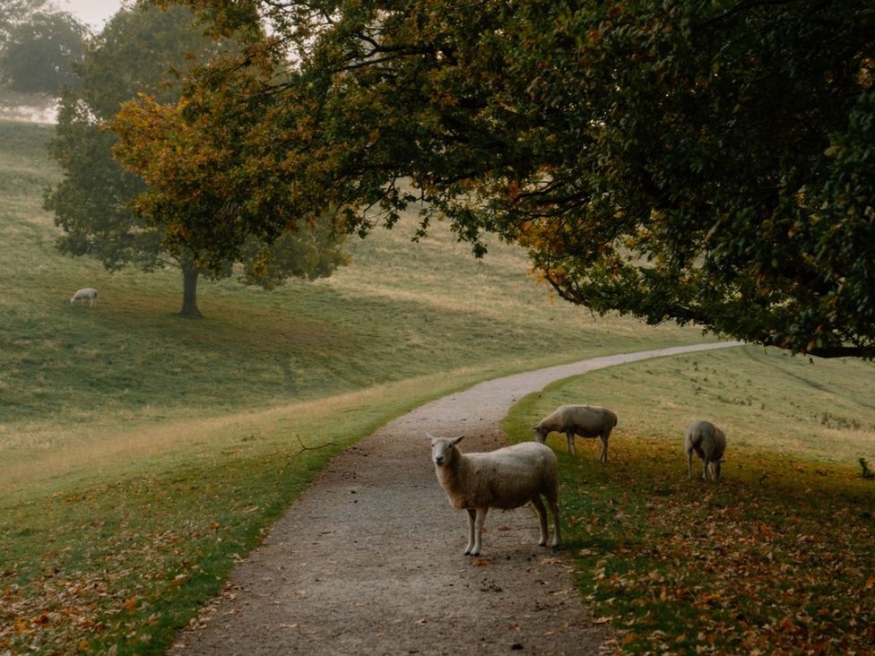 A path with sheep grazing in a field at Eagle's Nest in Marhamchurch