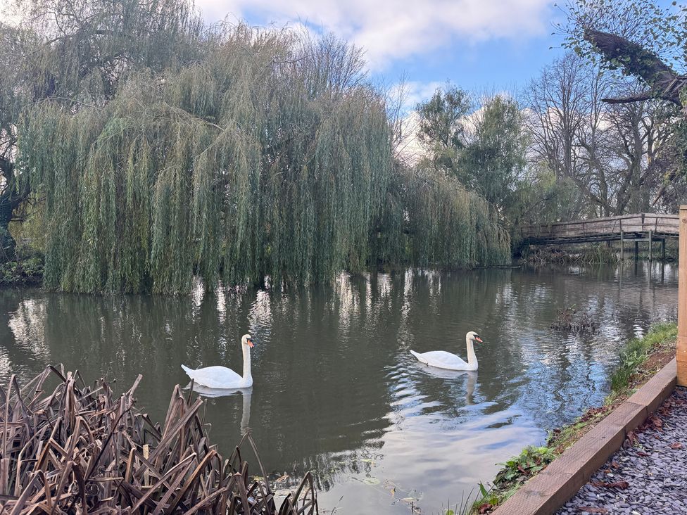 A scene with swans on water and trees at 8 Riverside Mews in Derby