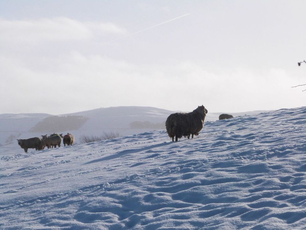Sheep on a snowy hillside at Baywood Cottage in Keighley