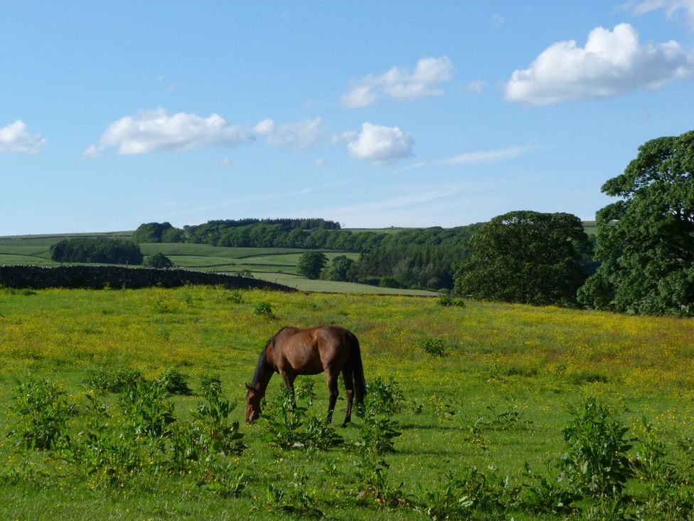 A horse grazing in a field at Baywood Cottage in Keighley
