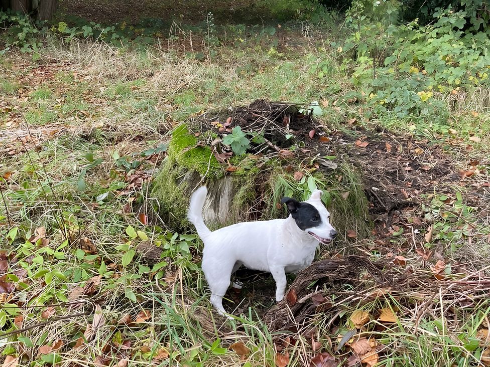 A dog near a stump surrounded by grass and leaves at the outdoor photo location
