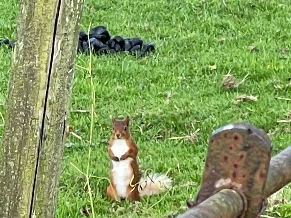 A squirrel standing on grass near a tree and a fence at Studio Apartment at High Dyke Farm Cockermouth