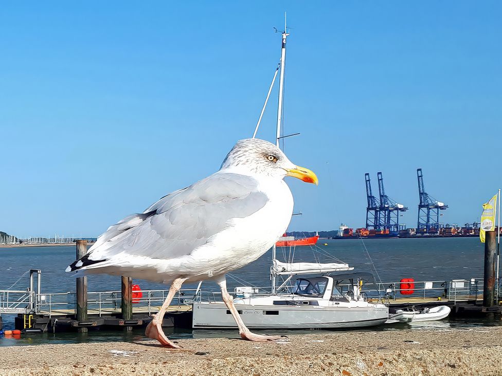 A seagull near a boat dock and cranes at Beachside Terrace in Harwich