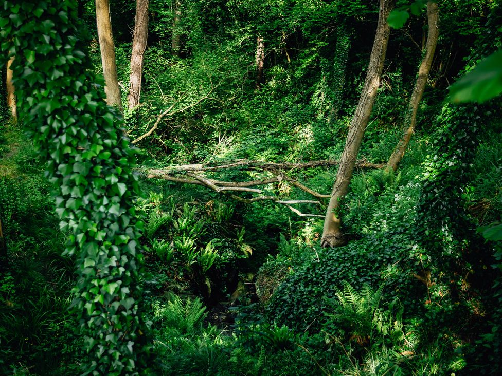 A forest scene with trees and ferns at Glamping pod-Luxury Glamping Retreat, Battle