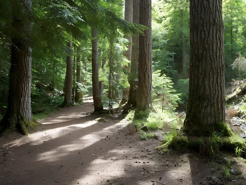 A pathway through a forest with tall trees at Satchwell Chalet in Inverness