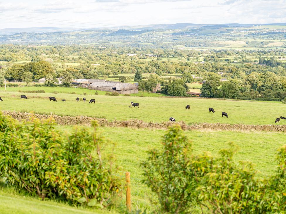 A view of cows grazing in a field at Pendle View Preston