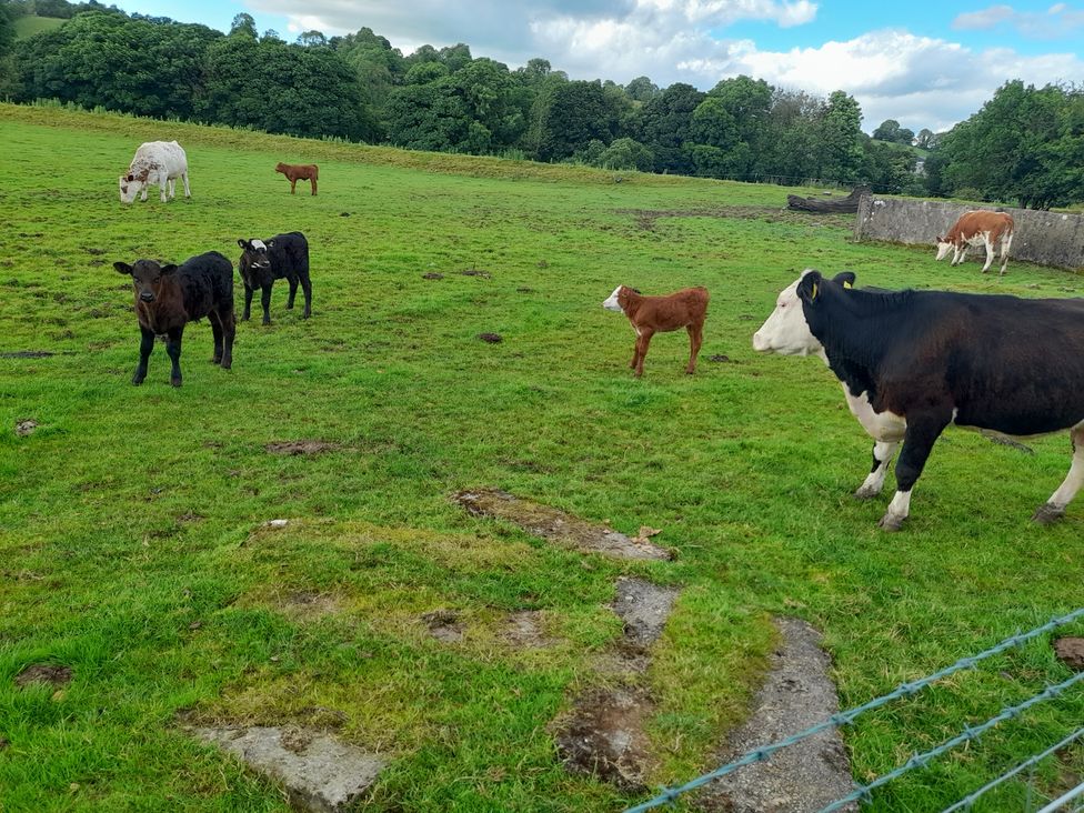 A field with cows grazing at The Farmhouse in Omagh