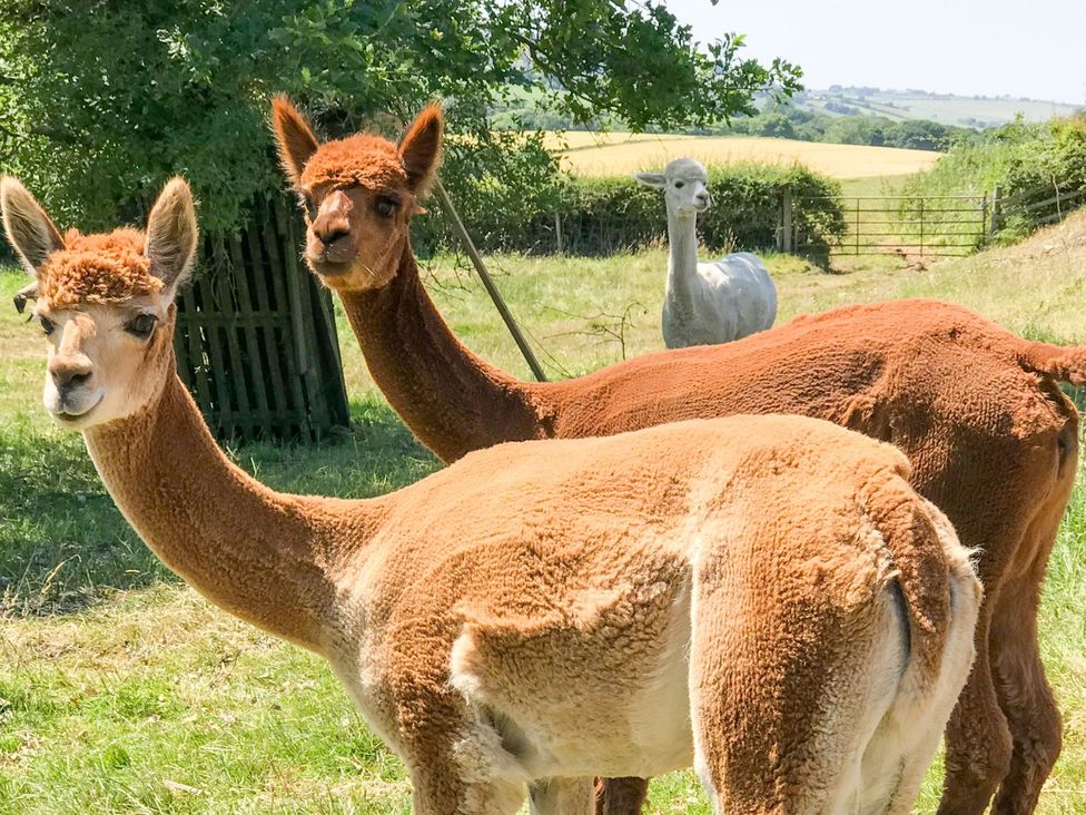Two alpacas and one other alpaca in the background in a field