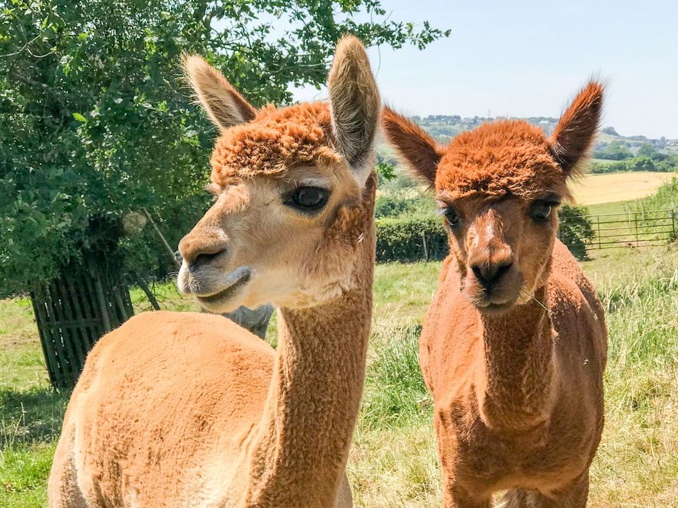 Two alpacas standing in a field with trees and a fence