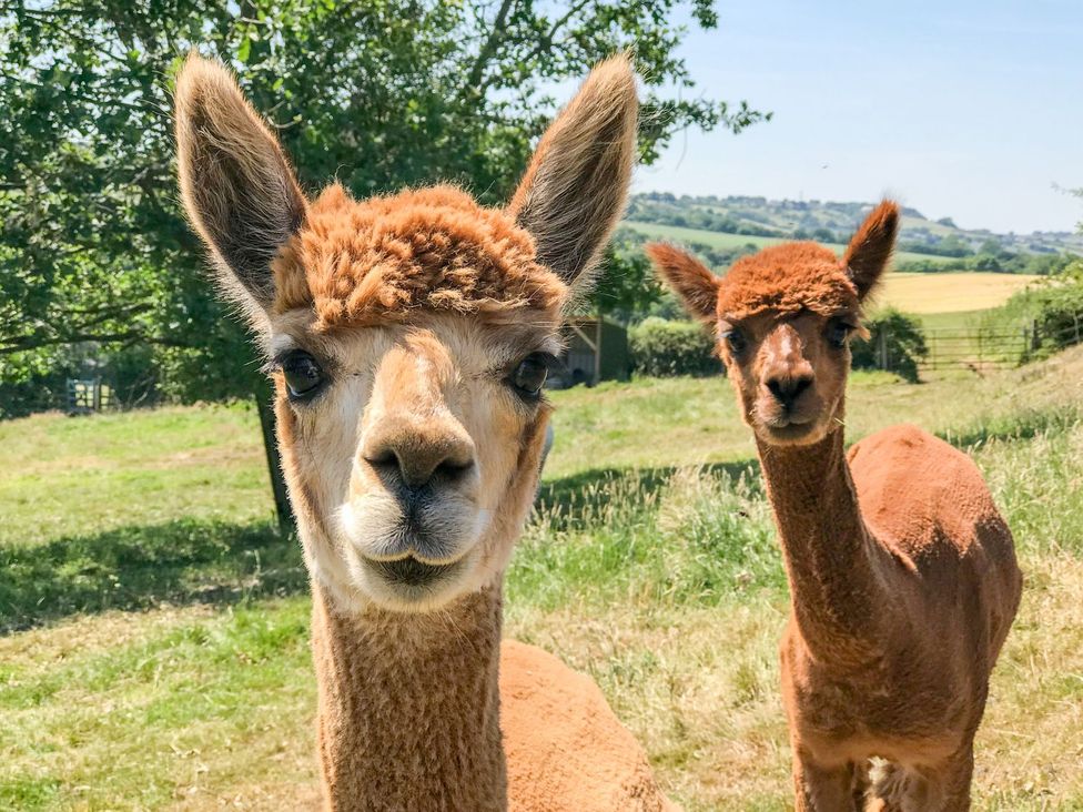 Two alpacas in a field near trees at The Granary in Durham