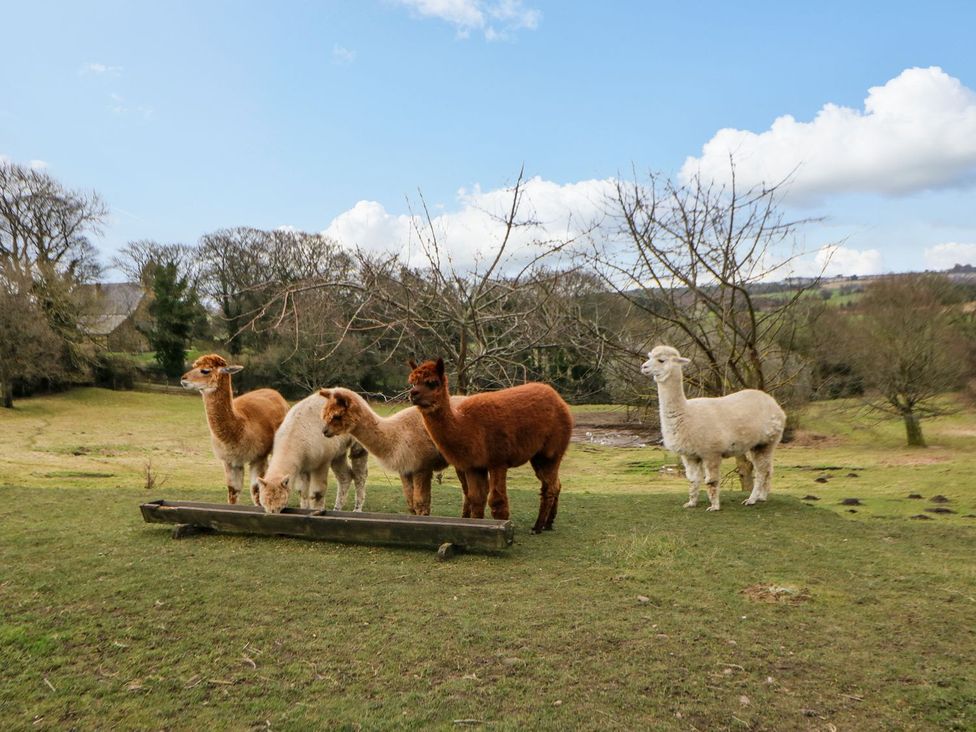 Four alpacas standing in a field at Stackyard in Durham