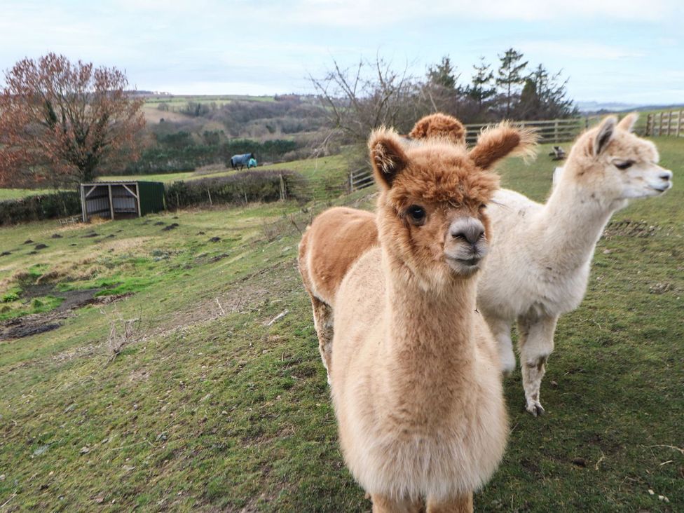 Two alpacas in a pasture at High Church Hill in Durham