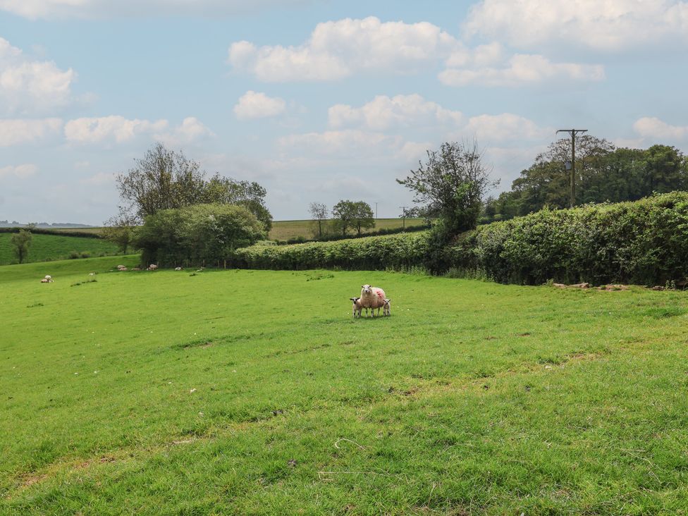 A field with sheep grazing at Ellishayes Farm in Combe Raleigh