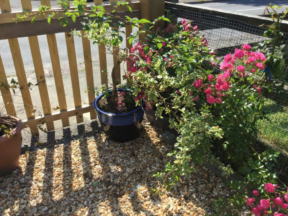A garden area with potted plants and flowers at Glanyrafon Smithy, New Quay